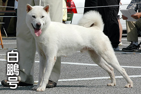 20110925白鵬