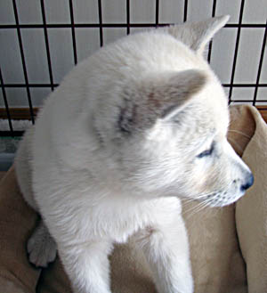 2010042908