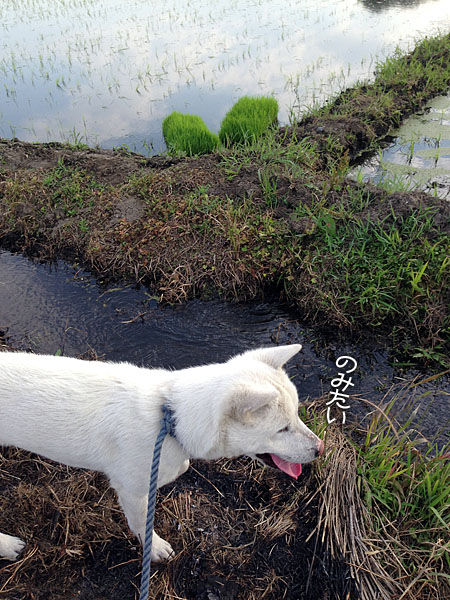 2013061103