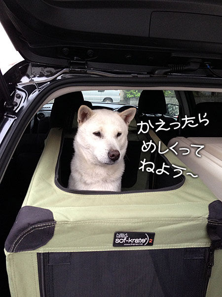 2013042007
