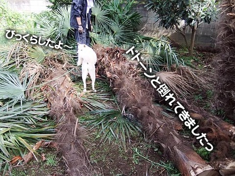 2011103006
