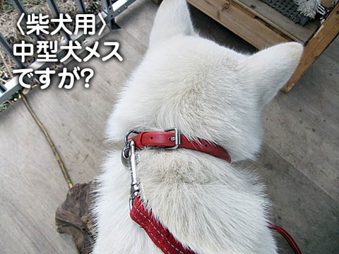 2010121603