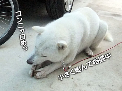 2011120202