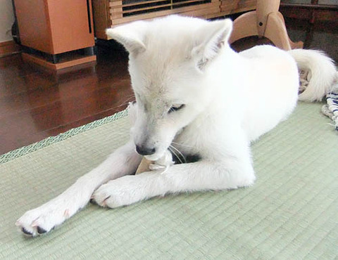 2010061503