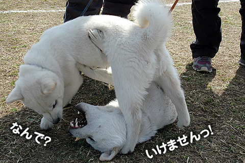 2011030903