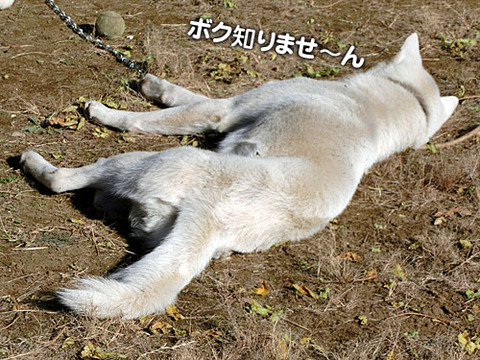 2012121310