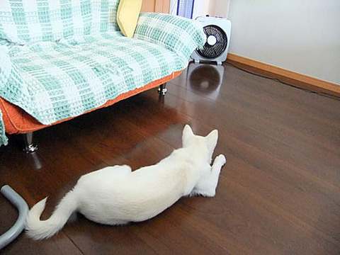 2010062303