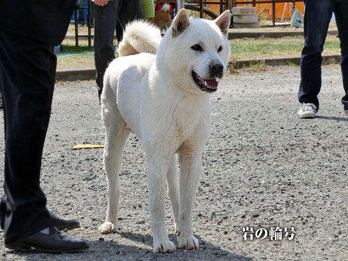 2014043008