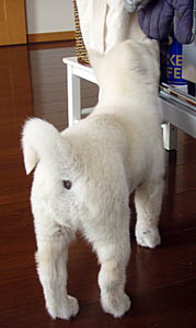 2010041501