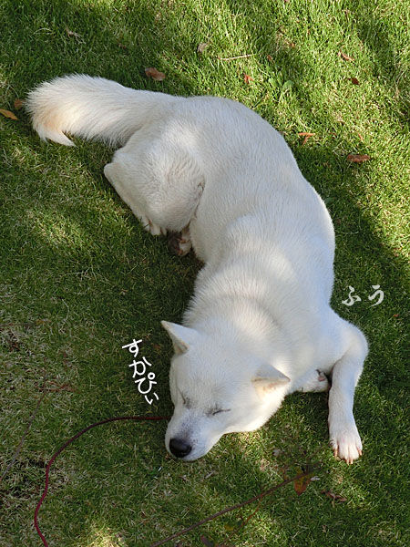 2013102907
