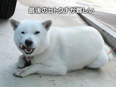 2011120203