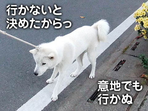 2010113004