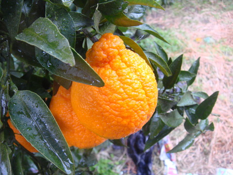 DSC03140