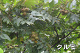 07_Canon PowerShot G12 のコピー