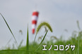 26_NIKON D5500 のコピー