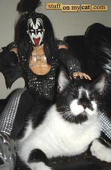 cats1