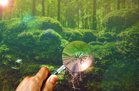 magnifying-glass-671858_1280-530x348