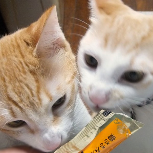 DSCF2654