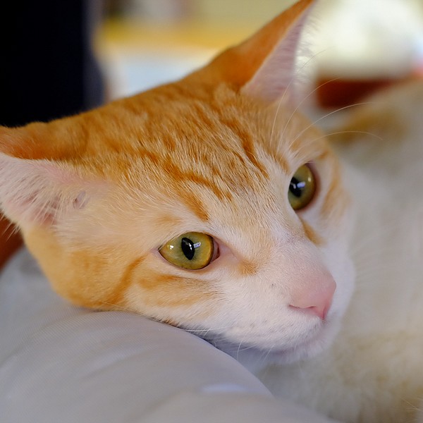 XT1A6450