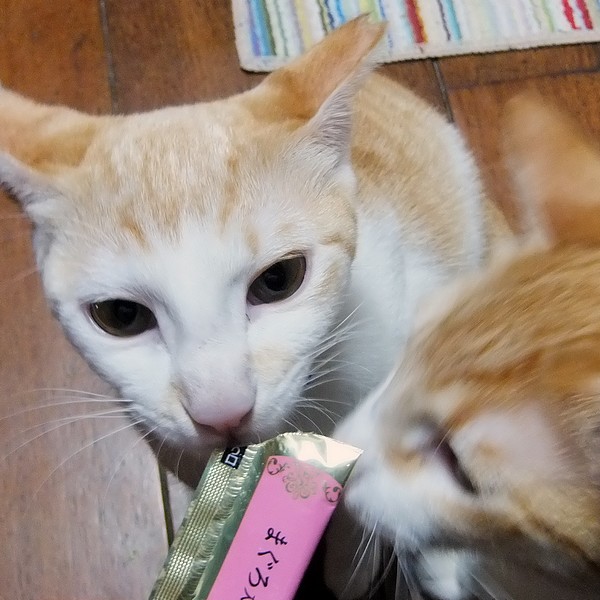 DSCF2666