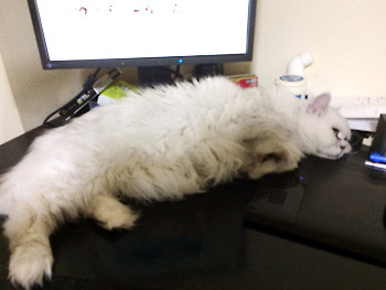まるでアザラシ