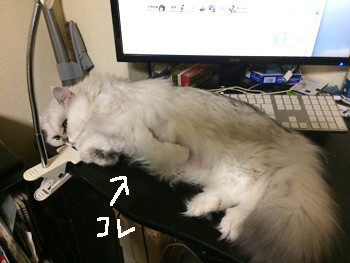 義体化した毛玉