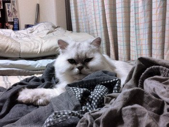 結局どかないのね