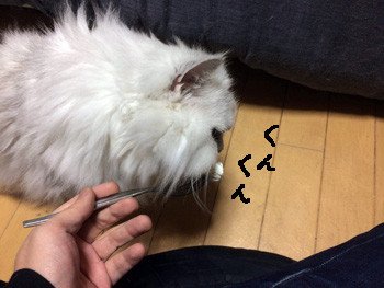 いつも通りフォークから