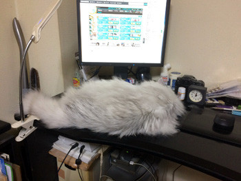 毎日こんな感じ