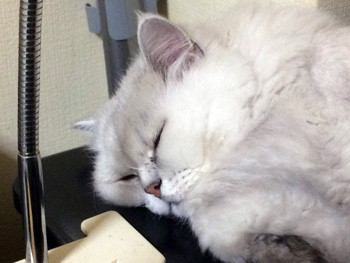 幸せそうな寝顔