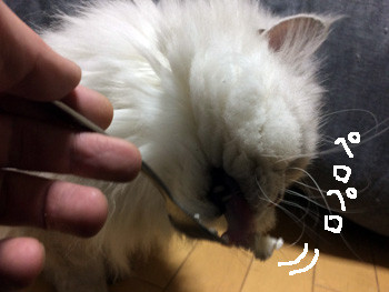 ペロペロ