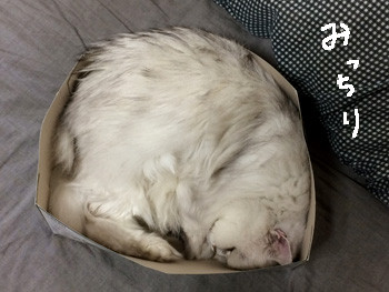 箱の形を無視してみっちり