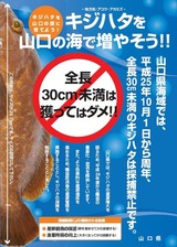 山口キジハタ禁止