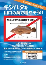山口キジハタ禁止1