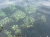 18042104海透明