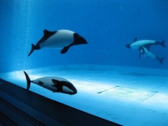 鳥羽水族館_イロワケイルカ_201207