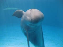 鳥羽水族館_スナメリ_201207