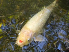 兼六園_鯉_201210