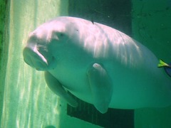 鳥羽水族館_ジュゴン_201207