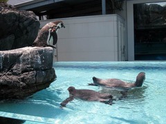 鳥羽水族館_ペンギン2_201207