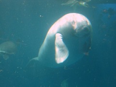 鳥羽水族館_マナティ_201207