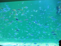 鳥羽水族館_水槽1_201207