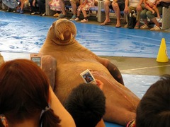 鳥羽水族館_セイウチ2_201207