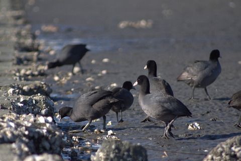 IMGP1495_s