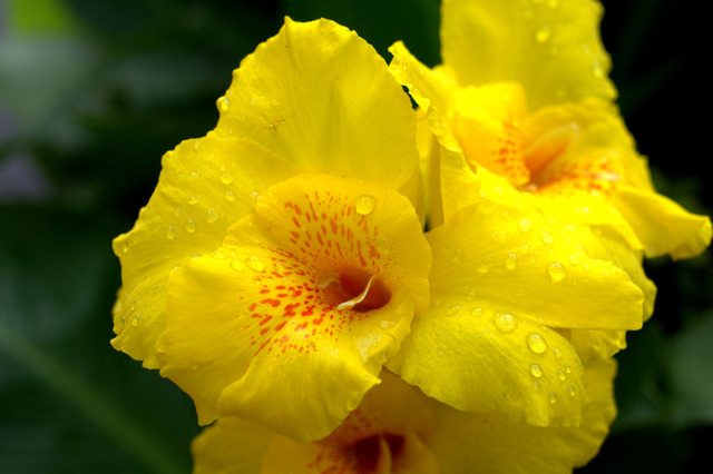 4-IMGP0416