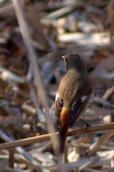 1-IMGP2374