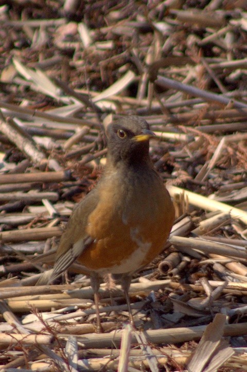 1-IMGP2223 アカハラ