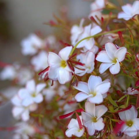 1-IMGP2391