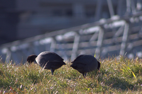IMGP1543_s