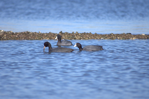 IMGP1437_s